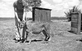 A brave Brother Edmund Dwyer calls on a local cheetah in Kenya, Africa. Brother Edmund taught at Kamwenja Teacher Training College for five years beginning in 1959. Just the year before, the Christian Brothers had first been invited by the Bishop of Nyeri, to teach in Kenya. At the time, it was still a British colony. Today, the Christian Brothers remain very active in this East African country.